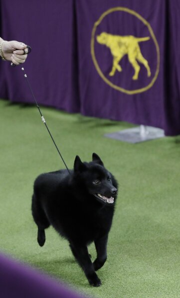 Westminster dog sale show schipperke